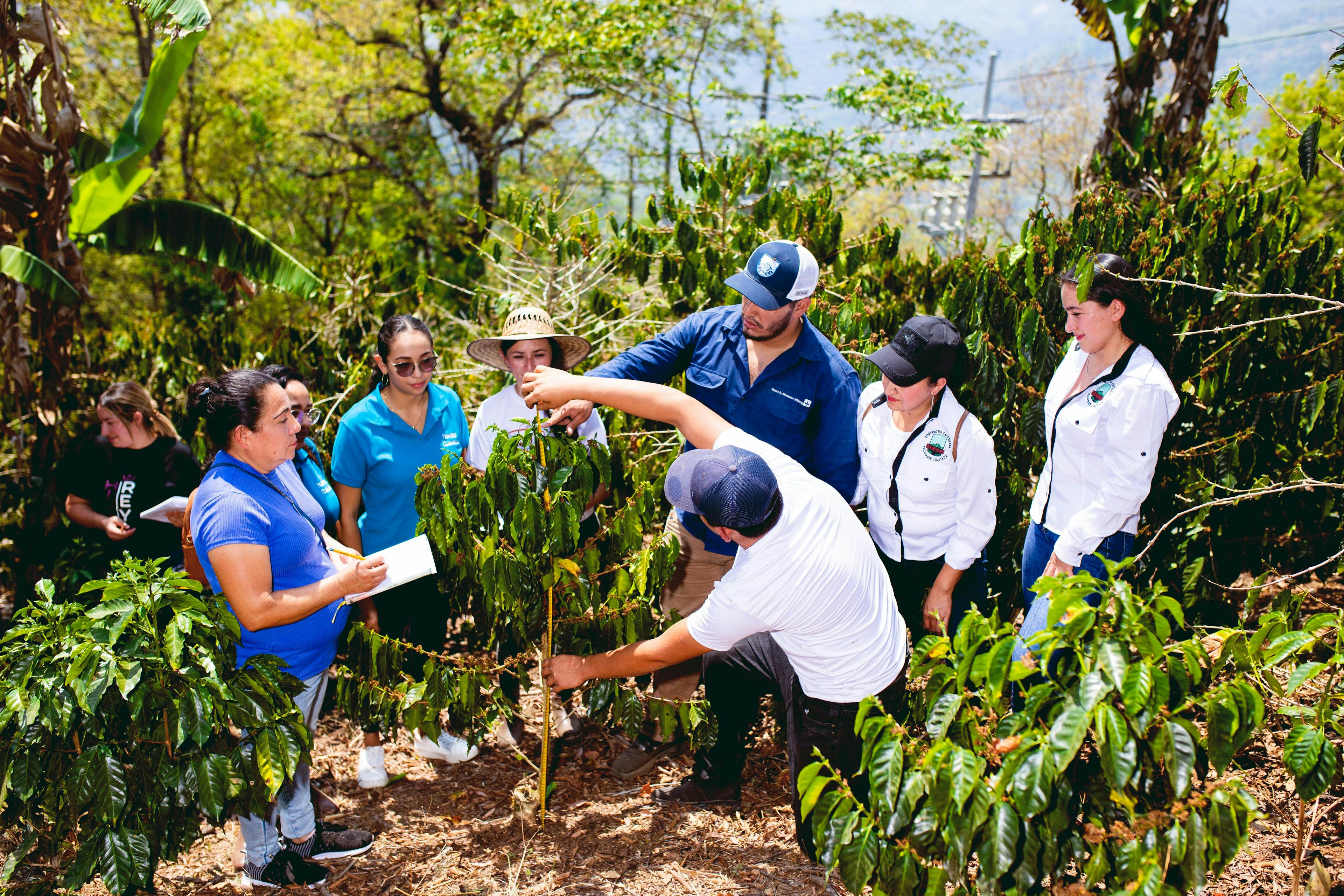 Farmers measuring a coffee tree